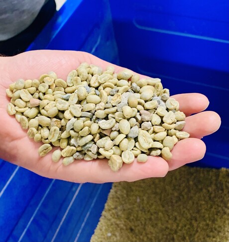 Whole green coffee beans imported from Brazil and Colombia for Joh. Johannson Kaffe.